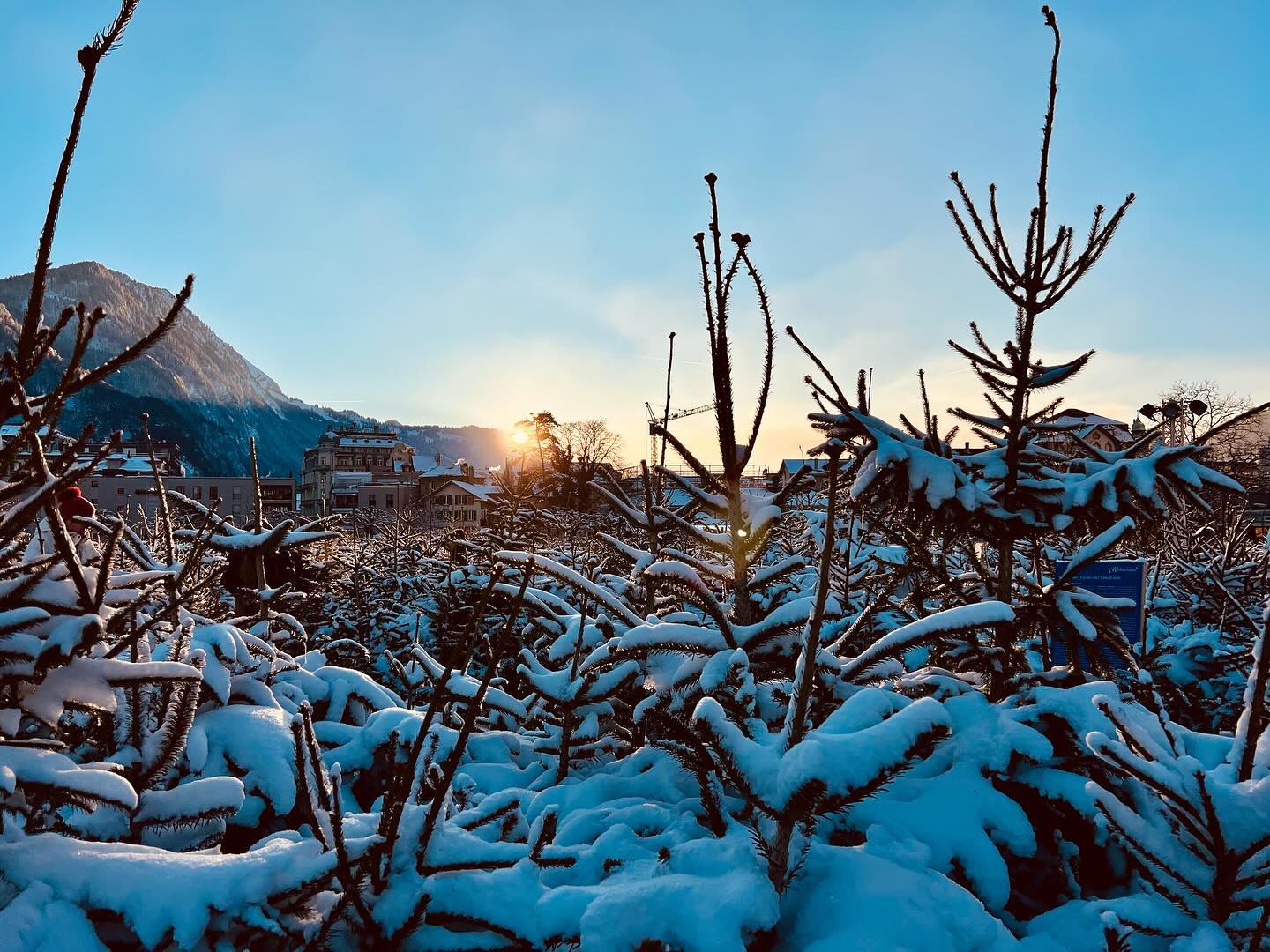 (W)Interlaken-Labyrinth Besuch: ✅. Ganz hübsch, insbesondere mit Schnee ❄️, ein Zustand, der wohl nur noch wenige Stunden halten wird. Labyrinth ist bitz ein grosses Wort, aber dem gegenwärtigen Trend zur Selbstdarstellung kommt das Tannenbaum-Gebilde auf der Höhematte sicher entgegen. Selfie im Strandkorb im Schnee, vor einem überdimensionierten Fondue-Caquelon 🫕 mit Jungfraumassiv im Hintergrund oder mit einer der wunderschönen Eisskulpturen von Bruno Haenggi: Die Möglichkeiten sind vielfältig. Ich hab mich gegen das Selfie entschieden 🤪 und dafür den Blick Richtung Sonnenuntergang gewählt. Happy evening 🌅.